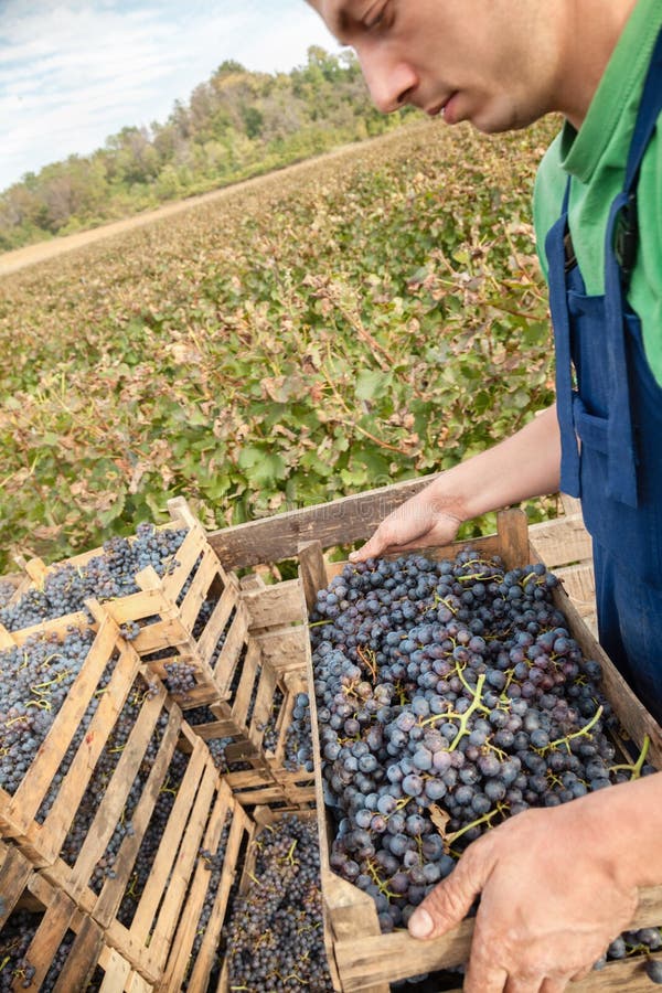 Bonde Working In Vineyard arkivfoto Bonde Working In Vineyard arkivfoto