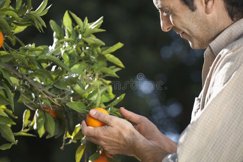 BondeExamining Oranges On träd i lantgård arkivfoto