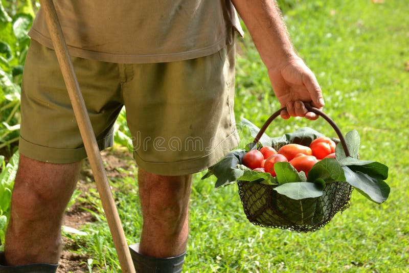 Bondehänder som samlar den bitande tomaten royaltyfria bilder