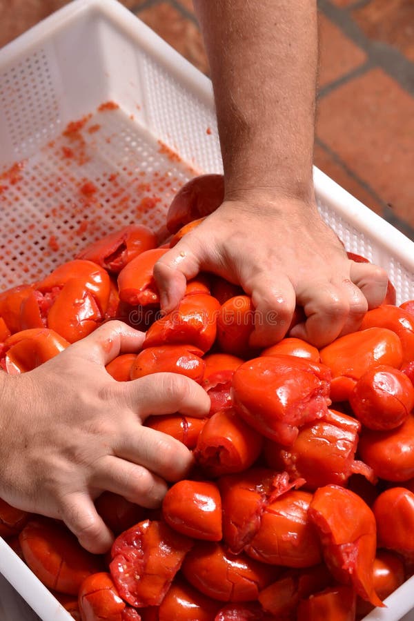 Bondehänder som samlar tomaten royaltyfri bild