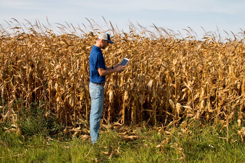 BondeInspecting Corn fält arkivfoto BondeInspecting Corn fält arkivfoto