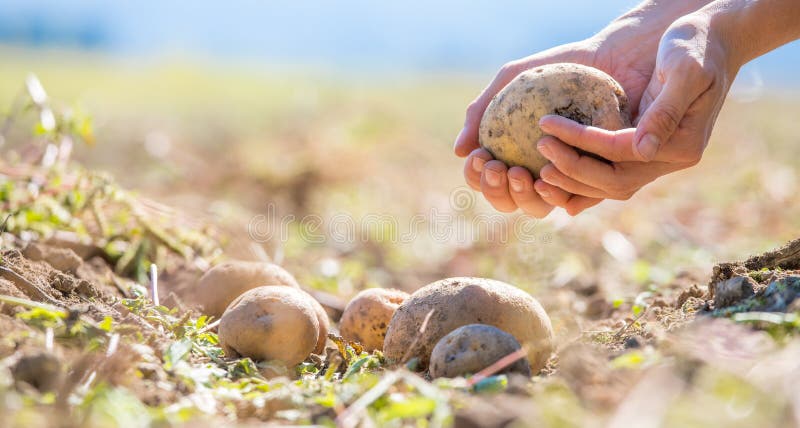 Bonden rymmer nya potatisar i hans händer Skörd organisk vegetarisk mat royaltyfria bilder Bonden rymmer nya potatisar i hans händer Skörd organisk vegetarisk mat royaltyfria bilder