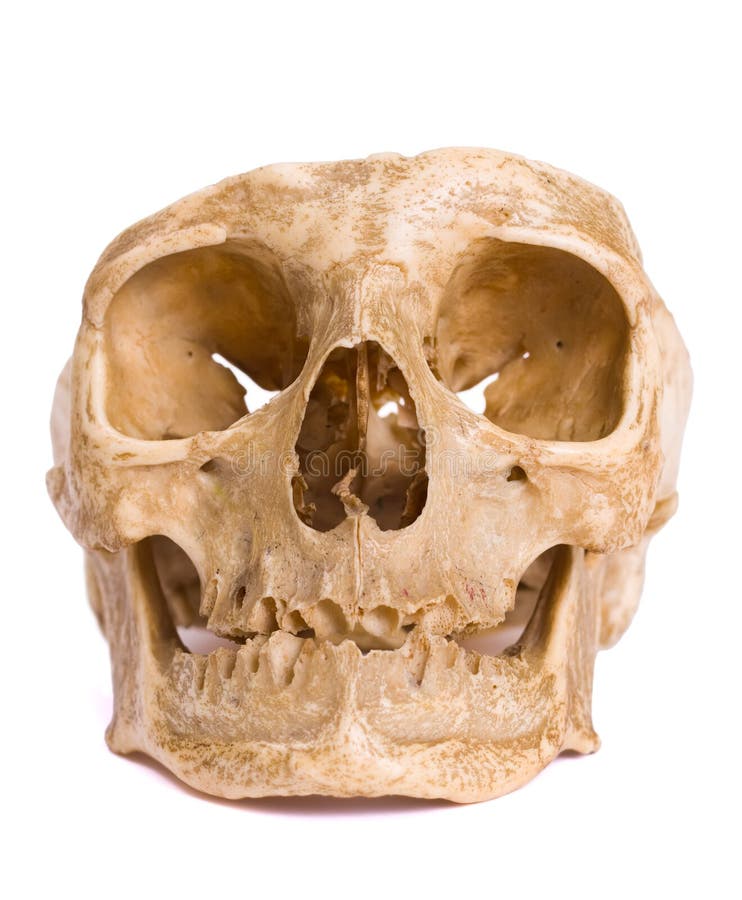 Bone-head stock photo. Image of creepy, ancient, white - 9926862