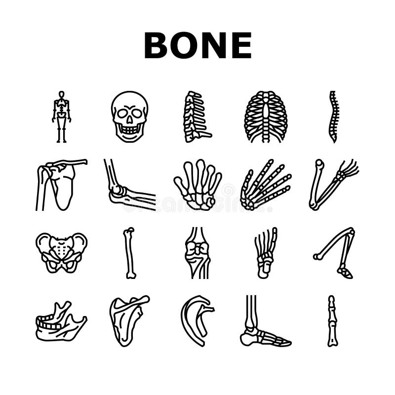 Bone Human Skeleton Structure Icons Set Vector Stock Illustration ...