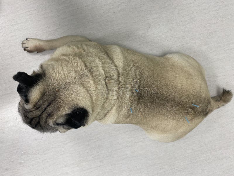 Bone and Joint Problems in Dogs. Osteoarthritis in Dogs Stock Photo