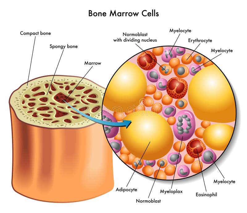 Lekárske ilustrácia zloženie buniek kostnej drene.
