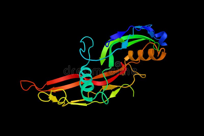 Bone morphogenetic protein 6, a protein able to induce all osteogenic markers in mesenchymal stem cells. 3d rendering