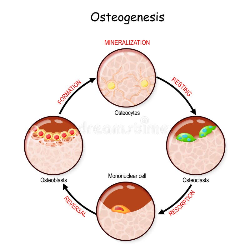 Bone remodeling. Describe a process of Ossification