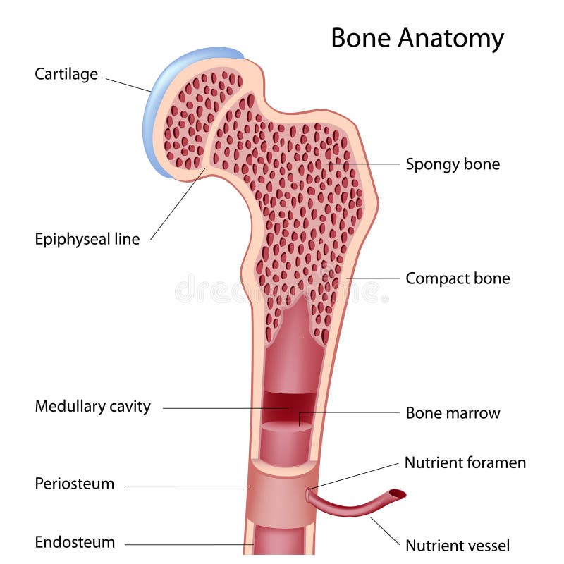 Anatomy of a long bone, eps8, gradient and mesh printing compatible. Normal cross vectors