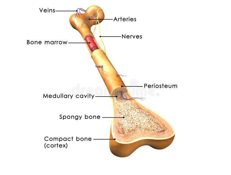 Bone structure stock illustration. Illustration of diagram - 48738944