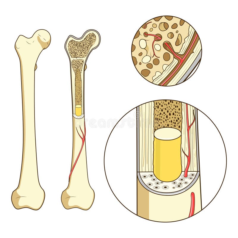 Bone Structure Medical Educational Vector Stock Vector Illustration