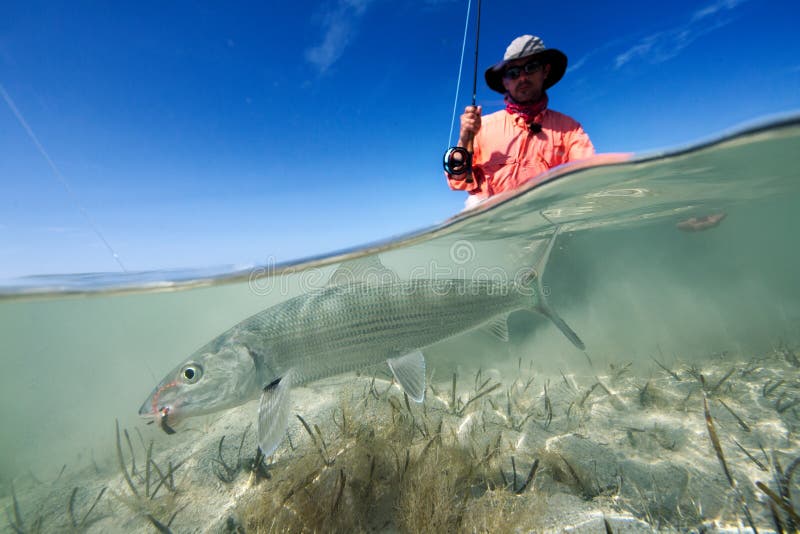 A splitshot a cuban Bonefish caught on a fly. A splitshot a cuban Bonefish caught on a fly.