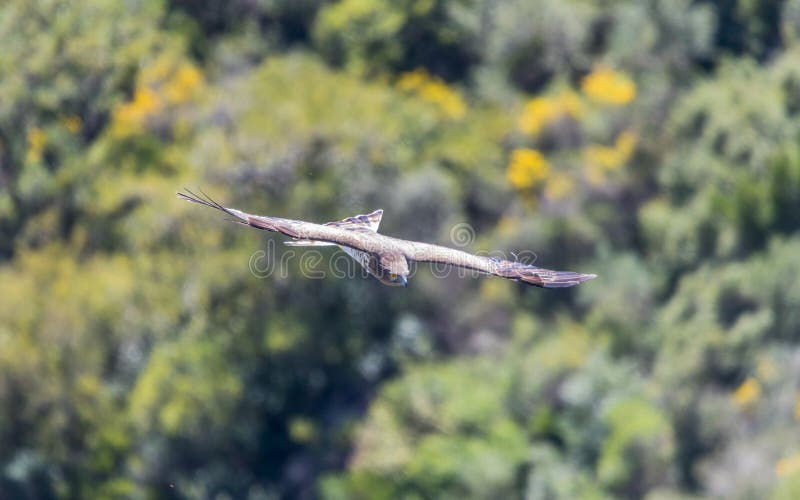 Bonelli ` s Eagle w locie w Hiszpania obraz royalty free Bonelli ` s Eagle w locie w Hiszpania obraz royalty free