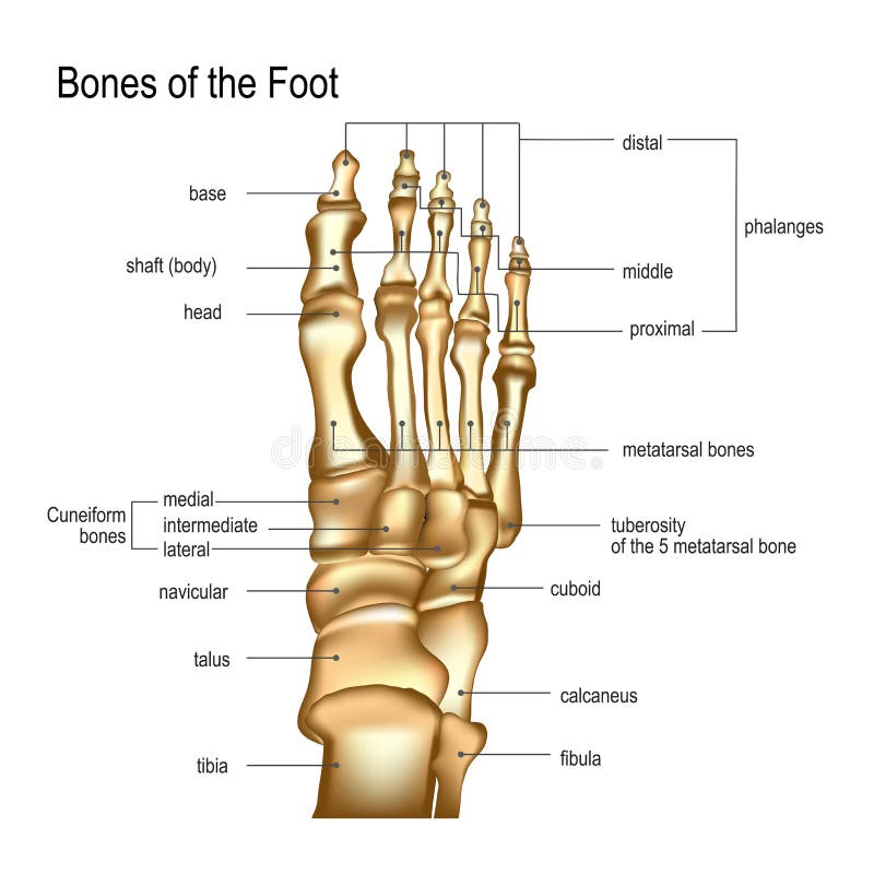 Bones the of foot stock vector. Illustration of osteoarthritis - 131402653
