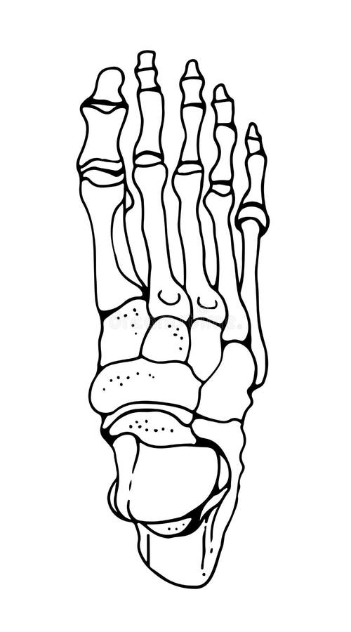Bones of the Human Foot, Vector Hand Drawn Illustration Isolated on a ...