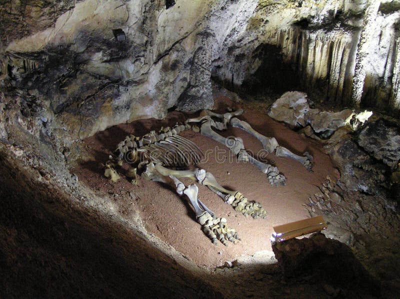 bones mammoth стоковые изображения rf bones mammoth стоковые изображения rf