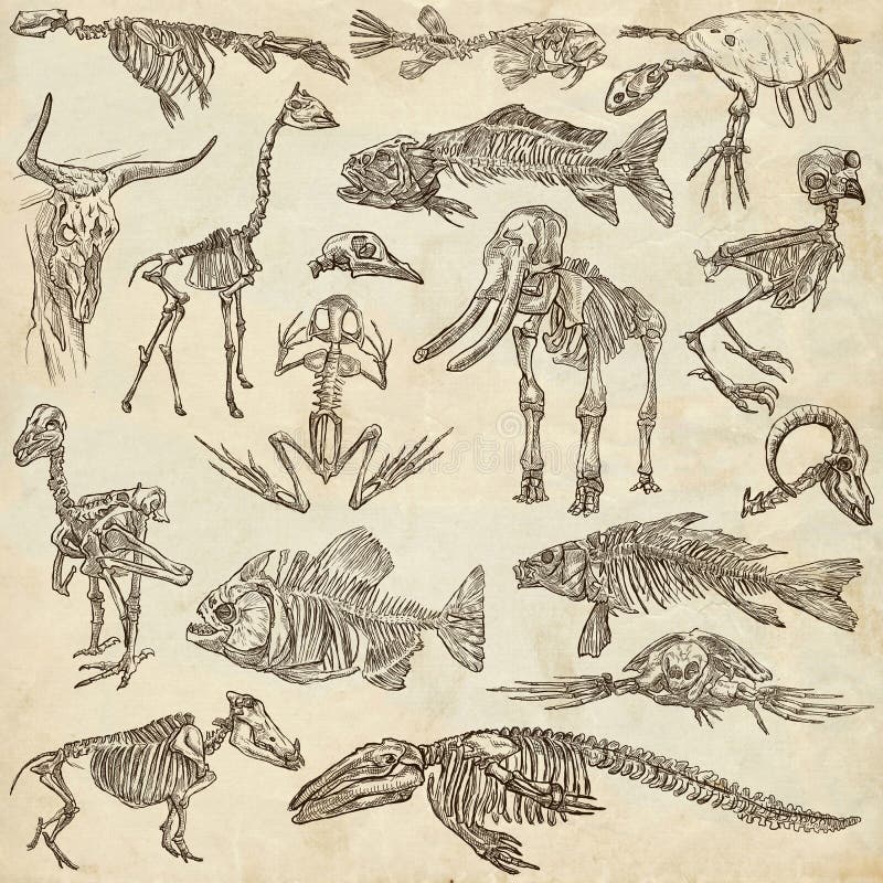 Bones and skulls of different animals - freehands vector illustration Bones and skulls of different animals - freehands vector illustration