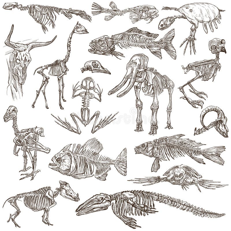 Bones and Skulls of Different Animals - Freehands Stock Illustration - Illustration of sketch, collection: 62758609 Bones and Skulls of Different Animals - Freehands Stock Illustration - Illustration of sketch, collection: 62758609