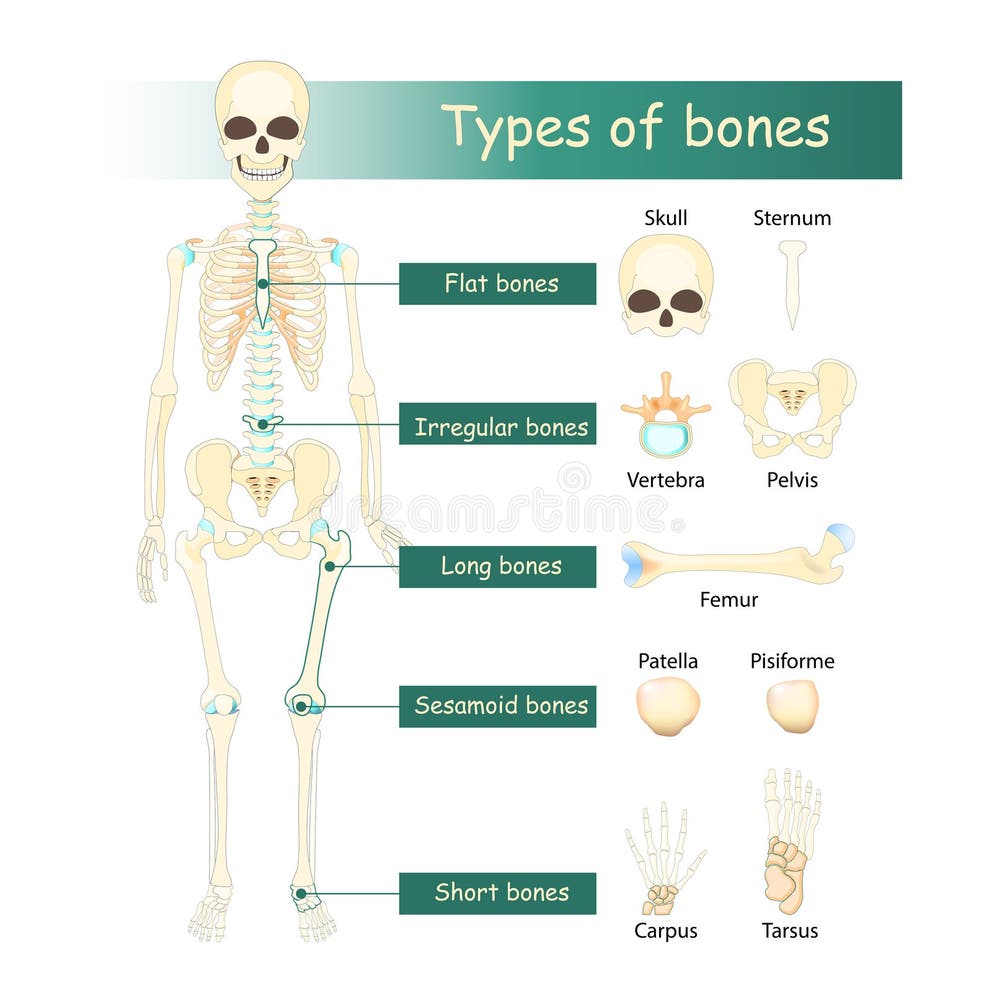 Irregular bone stock illustrations 123 irregular bone stock 