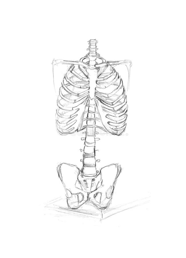 Upper Limb Stock Illustrations – 622 Upper Limb Stock