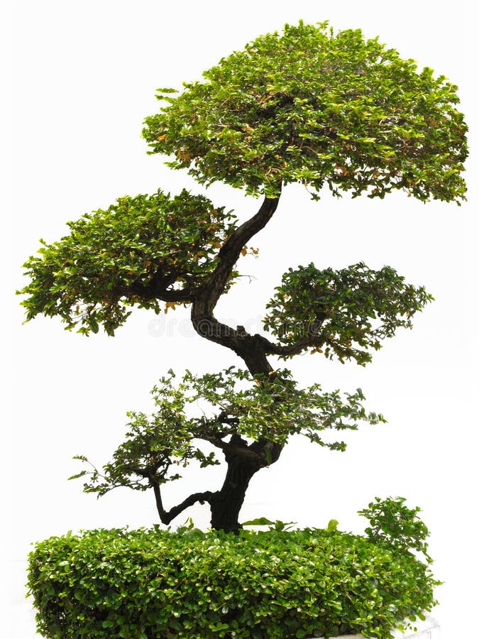 Old Temple Juniper As Bonsai Tree Stock Image Image of china, mini