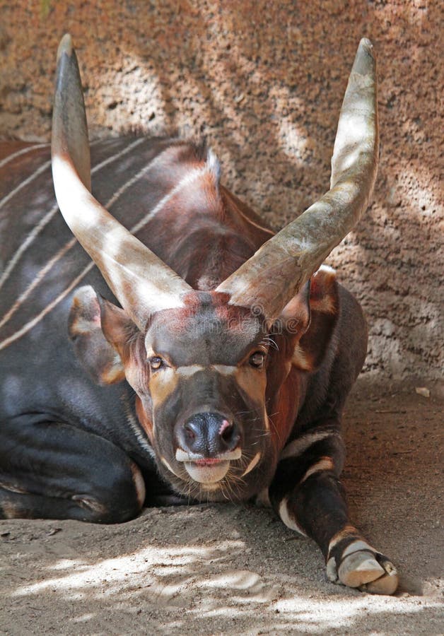 Bongo immagini stock