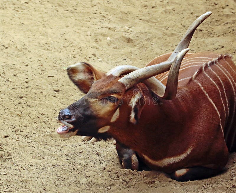 Bongo stock image. Image of african, fauna, look, looking 89480445