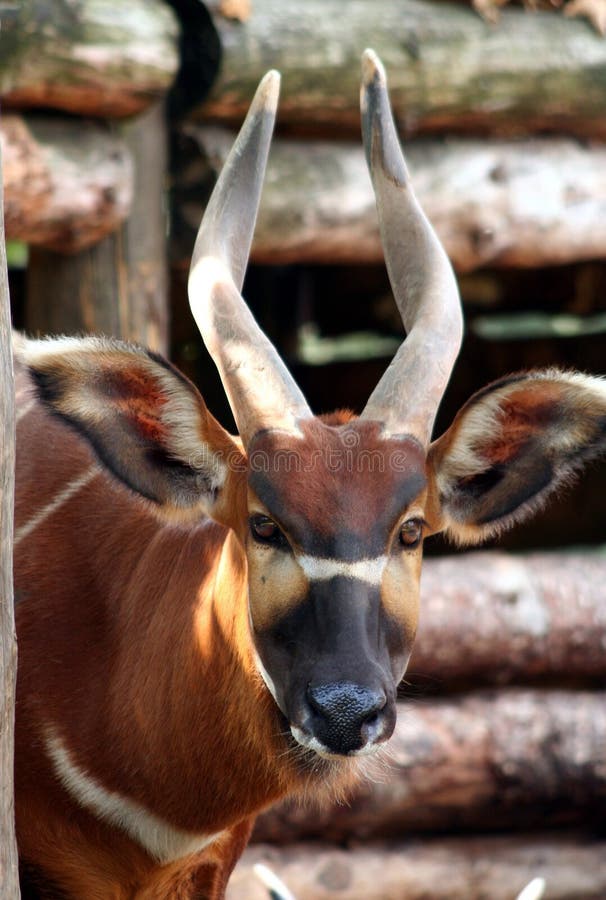 616 Bongo Antelope Stock Photos - Free & Royalty-Free Stock Photos from  Dreamstime