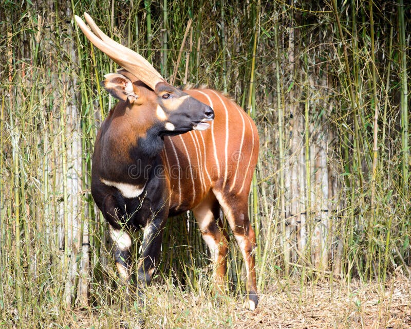 Bongo antelope stock image. Image of striped, natural 36705331