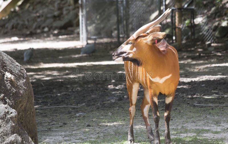Bongo stock photo. Image of coat, animal, congo, bongo 83289888