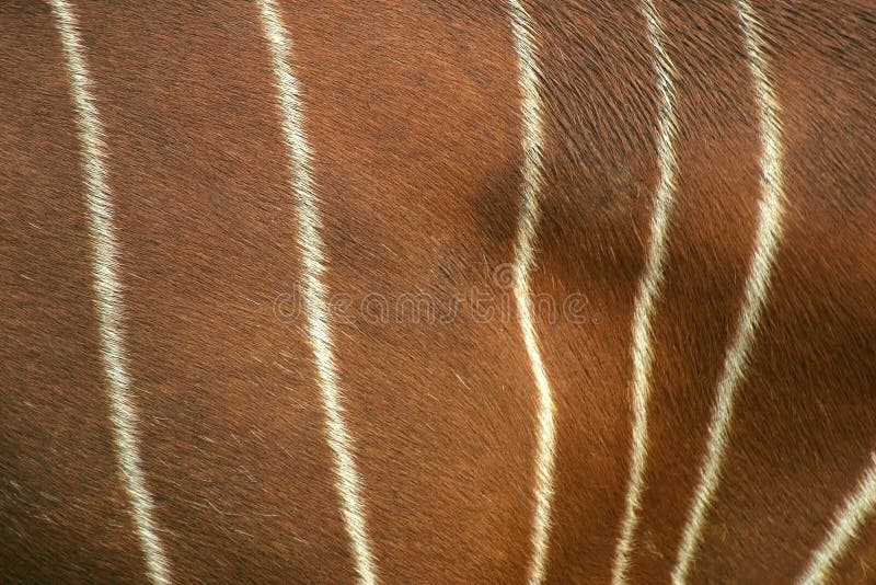 Bongo Hide