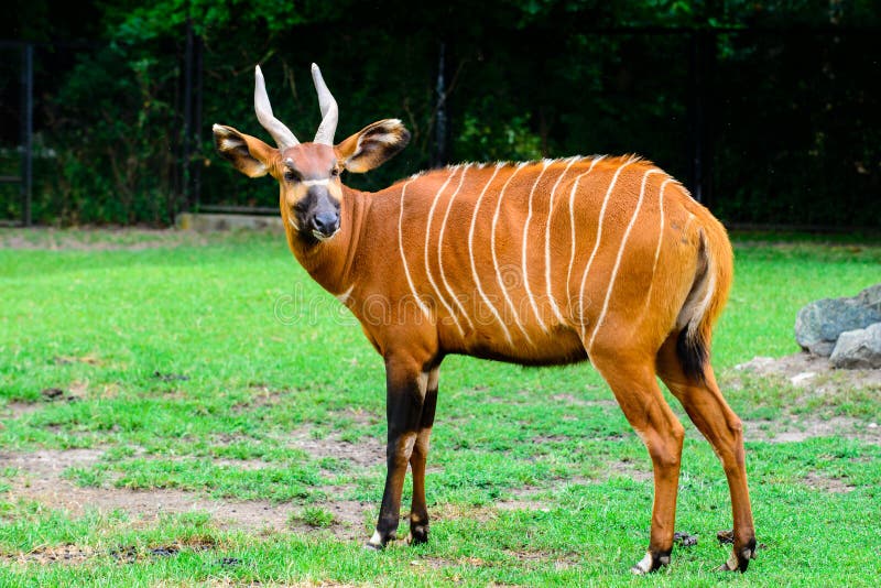 Cabeça Da Fotografia Dos Animais Selvagens Do Antílope Africano Dos