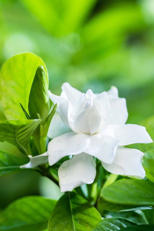 Bonita Gardenia Flor Gardenia Jasminoides Floreciendo Bello Por La Mañana En El Jardín Verde De Hojas Foto de archivo - Imagen de agricultura, fresco: 198135990 Bonita Gardenia Flor Gardenia Jasminoides Floreciendo Bello Por La Mañana En El Jardín Verde De Hojas Foto de archivo - Imagen de agricultura, fresco: 198135990