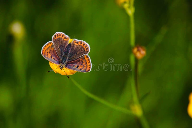 Bonita vista con una mariposa en la flor del yelow imagen de archivo Bonita vista con una mariposa en la flor del yelow imagen de archivo