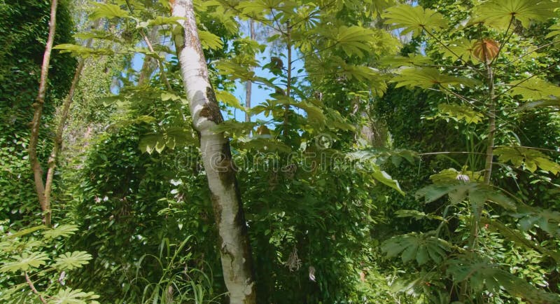 Bonito Bosque Lluvioso En Hawaii. Imagen de archivo - Imagen de flora,  isla: 202381091