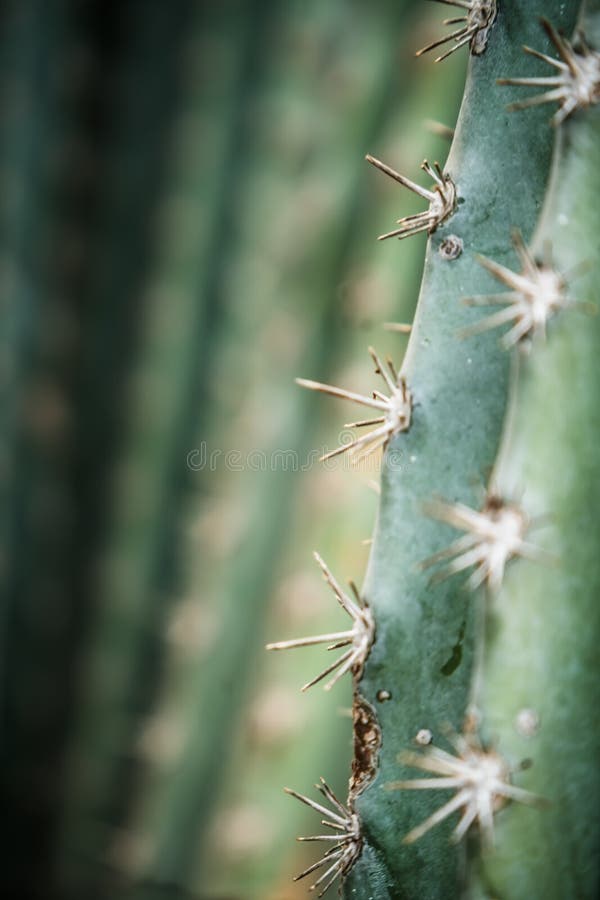 Bonito Cactus no jardim, detalhe estreito fotos de stock royalty free Bonito Cactus no jardim, detalhe estreito fotos de stock royalty free