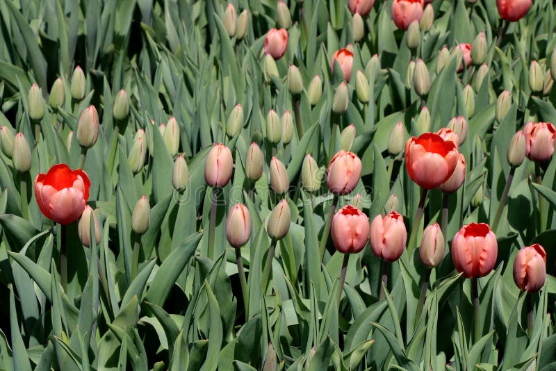 Bonito Jardín Lleno De La Belleza De Las Flores De Primavera Que Se Abren Al Clima Más Cálido Foto de archivo - Imagen de fila, varios: 218157404 Bonito Jardín Lleno De La Belleza De Las Flores De Primavera Que Se Abren Al Clima Más Cálido Foto de archivo - Imagen de fila, varios: 218157404