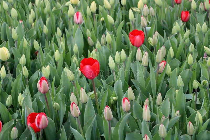 Bonito Jardín Lleno De La Belleza De Las Flores De Primavera Que Se Abren Al Clima Más Cálido Imagen de archivo - Imagen de contexto, brillante: 218197215 Bonito Jardín Lleno De La Belleza De Las Flores De Primavera Que Se Abren Al Clima Más Cálido Imagen de archivo - Imagen de contexto, brillante: 218197215