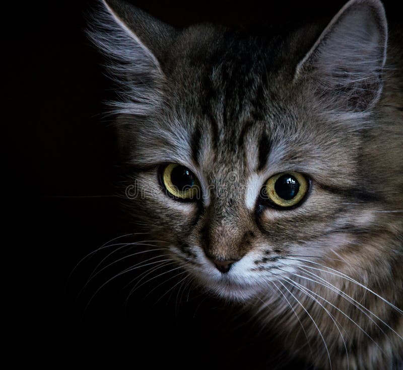 _bonito listrado gato um preto fundo, retrato imagens de stock _bonito listrado gato um preto fundo, retrato imagens de stock