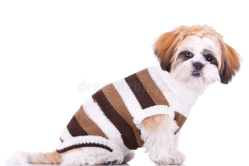 Bonito pouco filhote de cachorro vestido do tzu do shih imagens de stock royalty free Bonito pouco filhote de cachorro vestido do tzu do shih imagens de stock royalty free