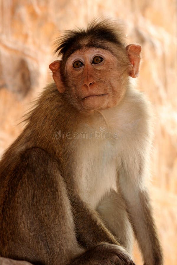 bonnet-macaque-monkey-in-badami-fort-stock-image-image-of-fort