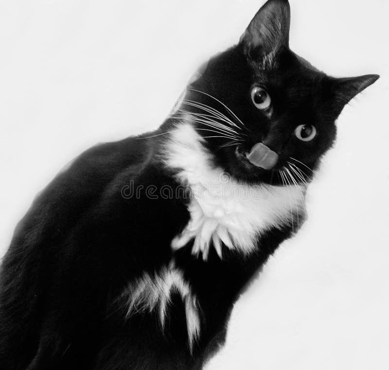 Bonnie royalty free stock photos Bonnie royalty free stock photos