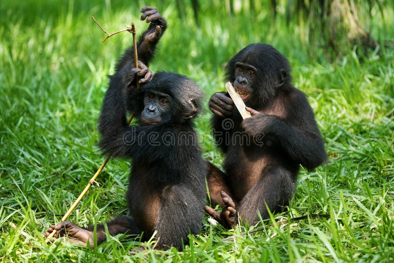 Bonobi che mangiano bambù Il Republic Of The Congo Democratic Parco nazionale del BONOBO di Lola Ya