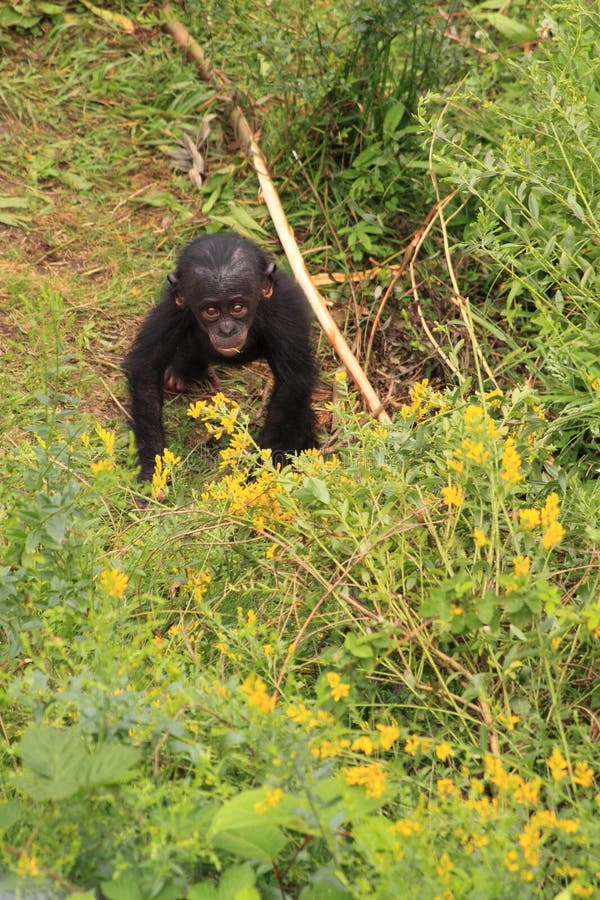 Bonobo Baby Monkey Walking on Two Legs Stock Image Image of youngster