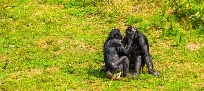 last ape pygmy chimpanzee behavior and ecology last ape pygmy chimpanzee behavior and ecology
