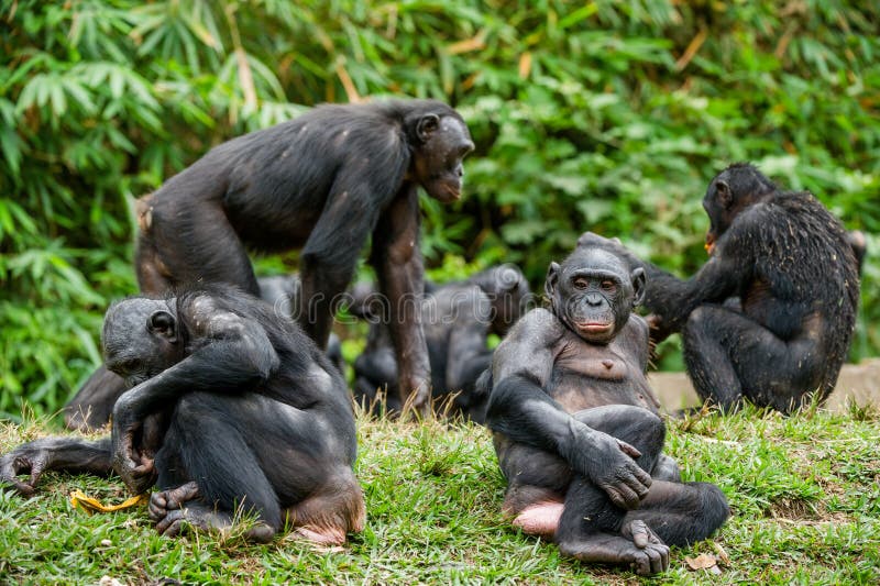 chimpanzee vs bonobo table chimpanzee vs bonobo table
