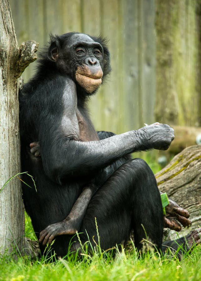 Bonobo Auf Einem Baum Demokratische Republik Kongo Lola YaBONOBO