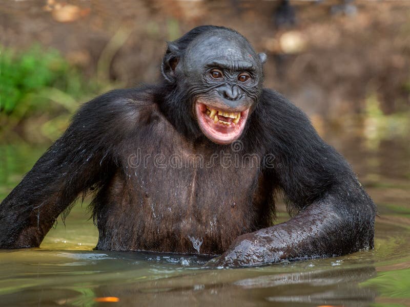 Bonobo sorridente nell'acqua Habitat naturale Il paniscus della pentola del bonobo, chiamato lo scimpanzè pigmeo La repubblica de