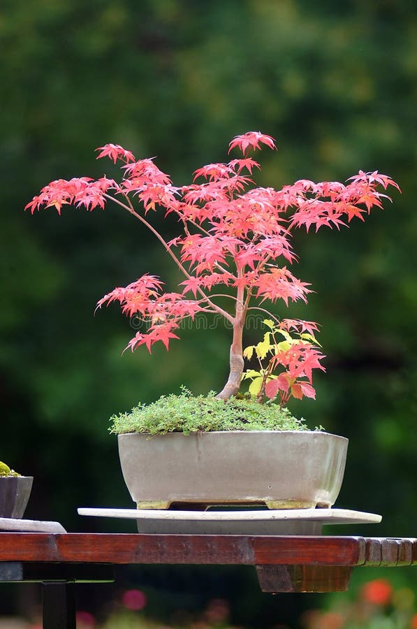 Bonsai stock image Bonsai stock image