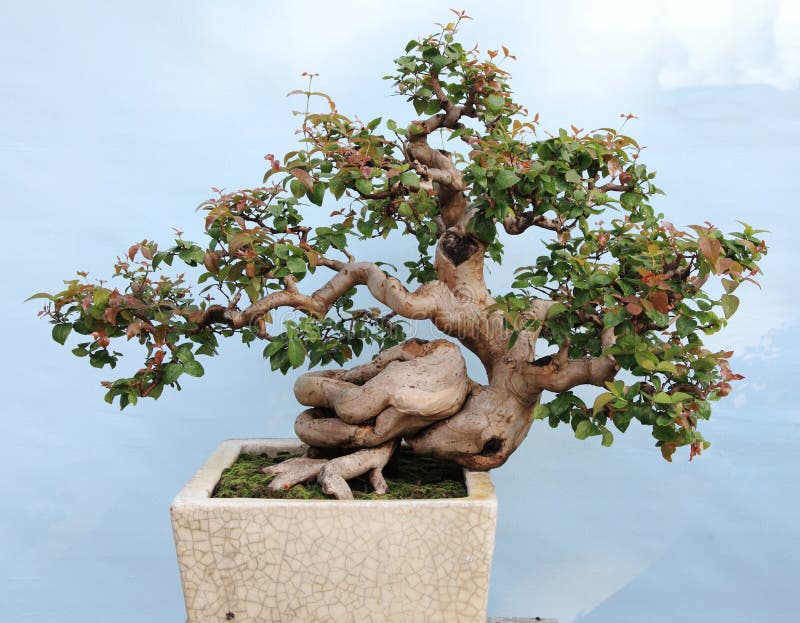 Bonsai